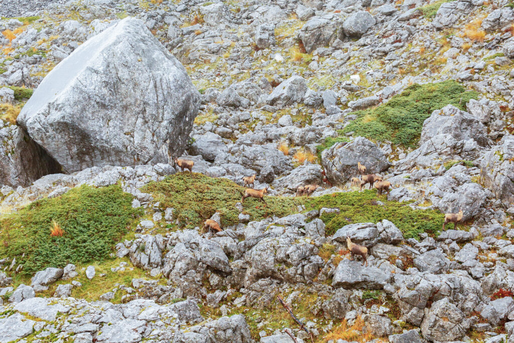 camosci appenninici su roccia parco nazionale d'abruzzo