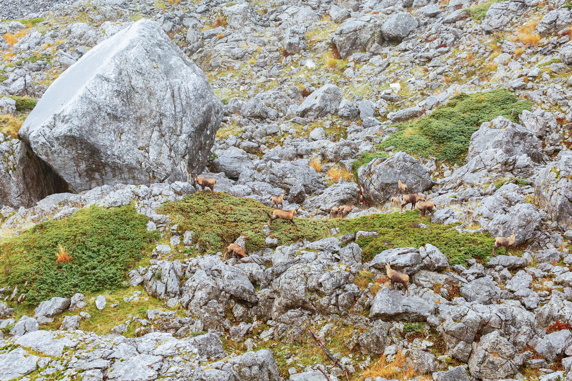 camosci appenninici su roccia parco nazionale dabruzzo