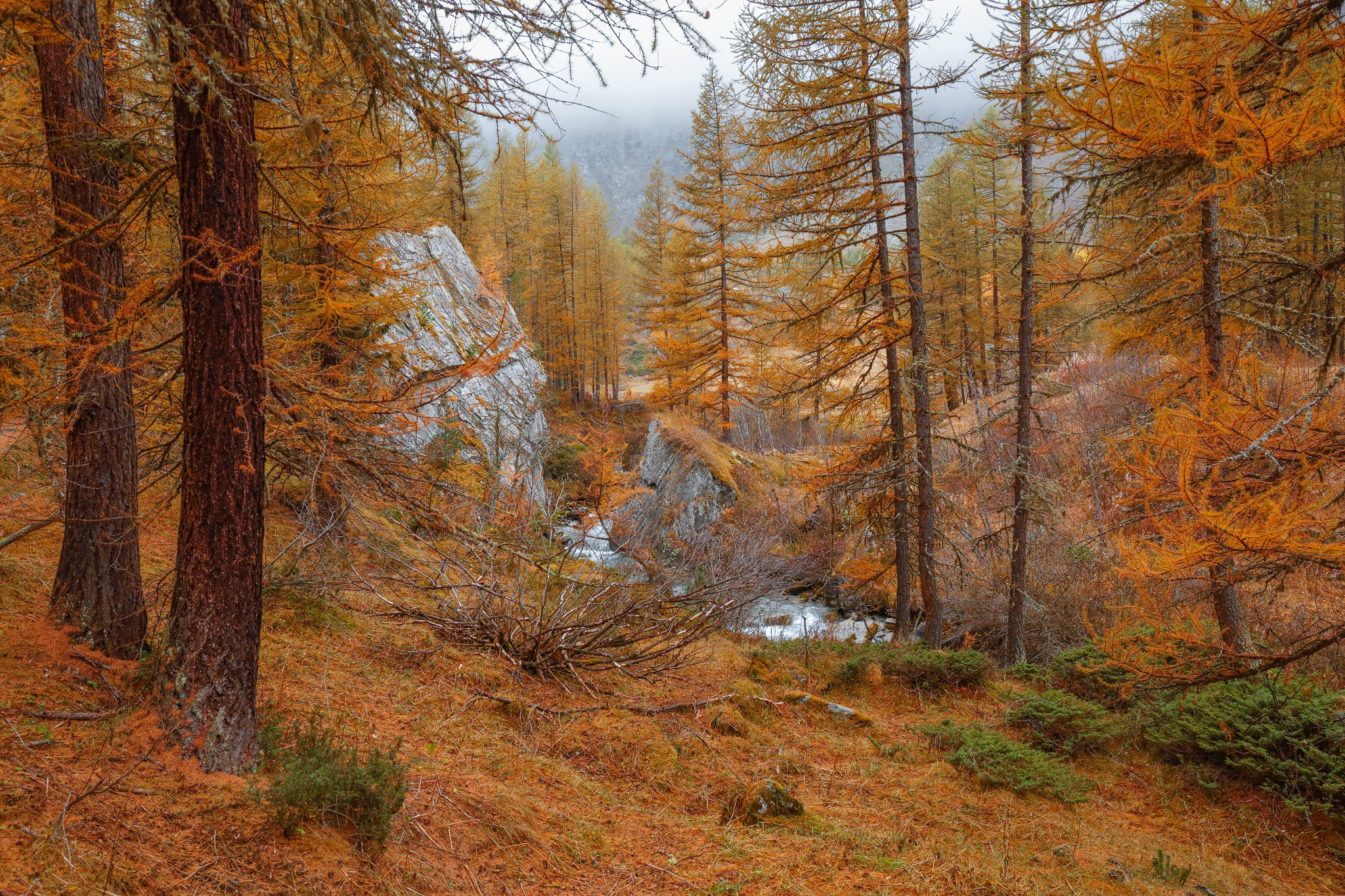 Autunno in Valle d'Aosta. I colori intensi dei larici e degli arbusti, accesi dalle prime gelate, creano un contrasto magico con le aspre vette alpine sullo sfondo.