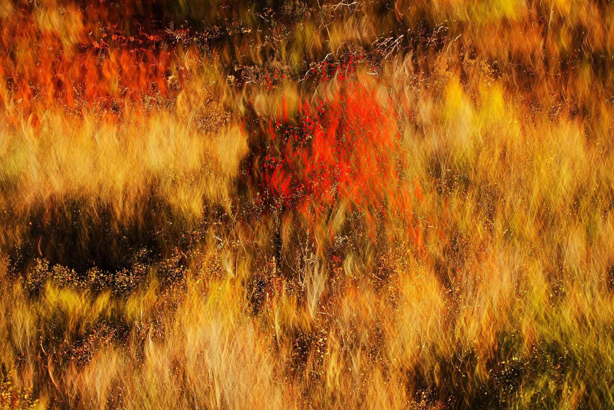 Abstract foliage Aosta Valley