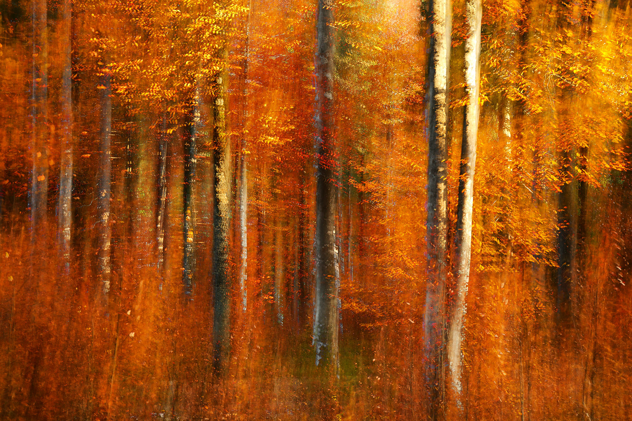 Abstract of autumn forest Alpi Carniche