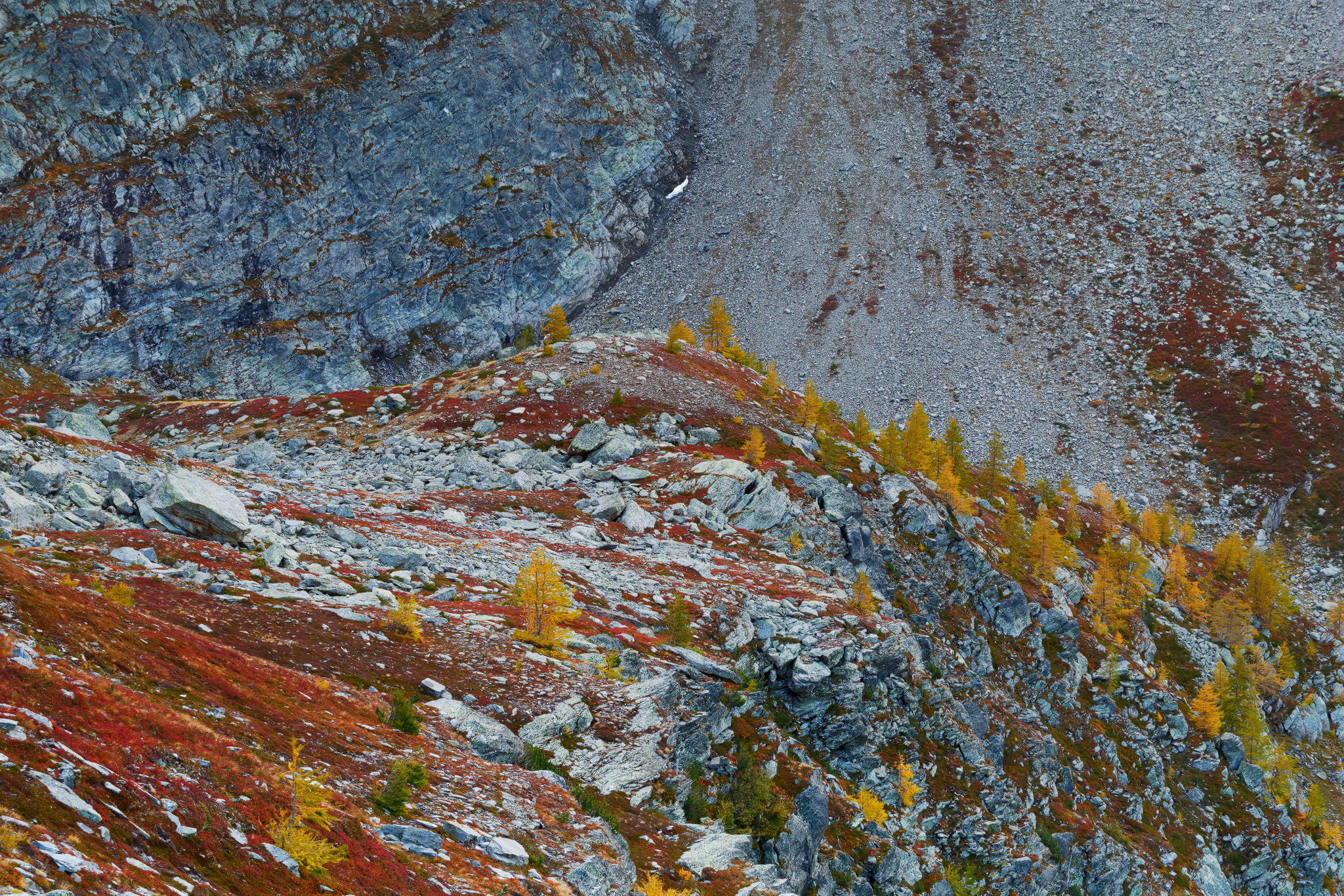 Golden larches dot a rugged mountainside ablaze with autumn colors