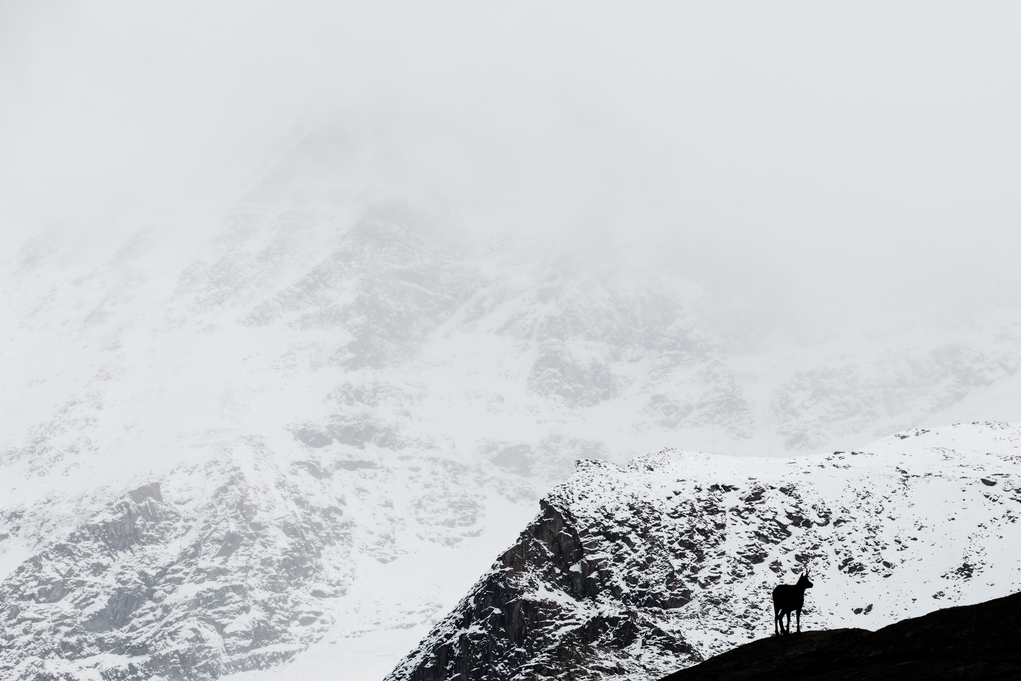 camoscio alpino con alle spalle il gran paradiso