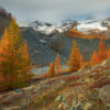 Golden larches and the Lys glacier in autumn