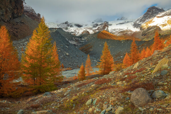 Golden larches and the Lys glacier in autumn