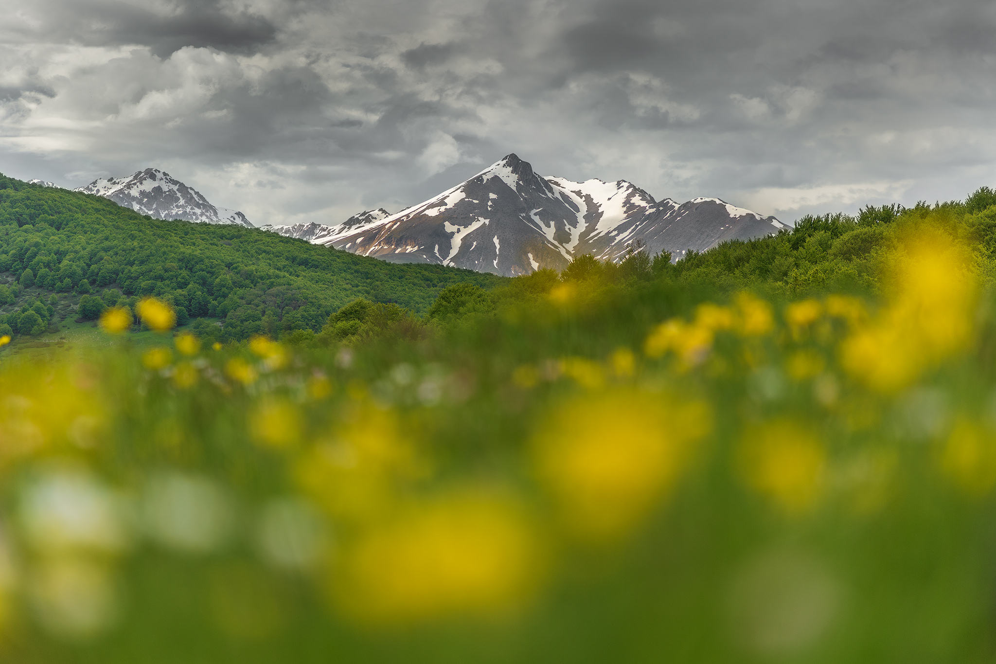 Sping abruzzo national park